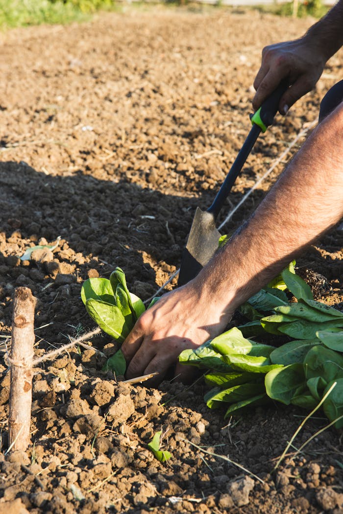 Mastering the First Impression: Your intriguing post title goes here Close-up of a gardener planting spinach using a hoe in the farm field.