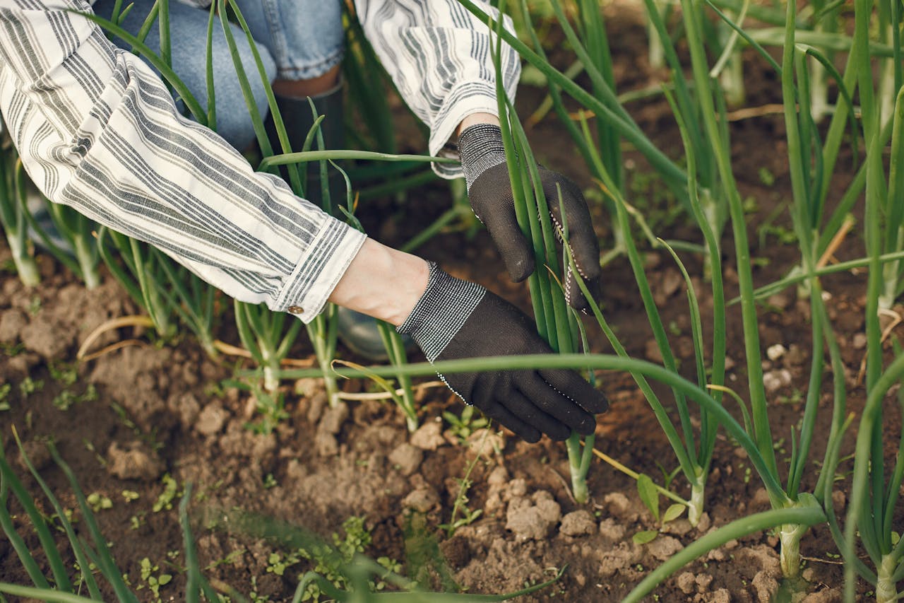 Crafting Captivating Headlines: Your awesome post title goes here Close-up of a gardener planting green onions in a farm setting, showcasing hands in gloves tending the soil.