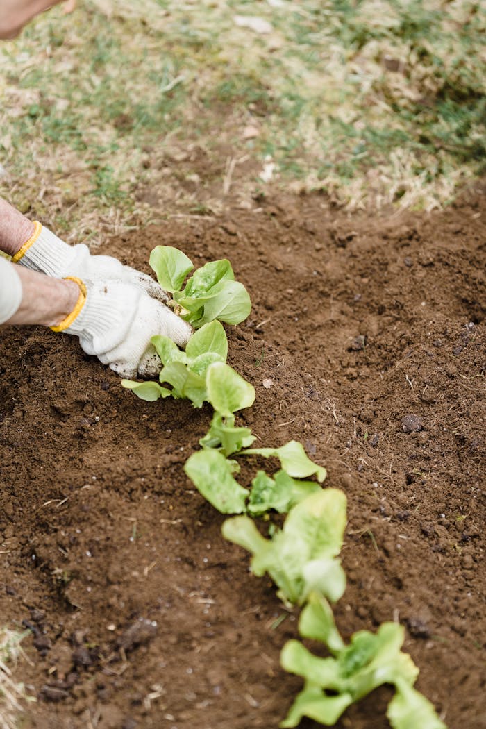 The Art of Drawing Readers In: Your attractive post title goes here Crop unrecognizable farmer in gloves planting green sprouts into fertile soil while working in garden on summer day in countryside